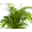 bovenkant Dypsis Areca Lutescens Goudpalm kamerplant