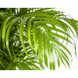 bladeren Dypsis Areca Lutescens Goudpalm kamerplant