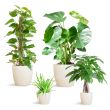 Plantenbox met Vibers pot wit
