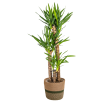 Yucca in mand