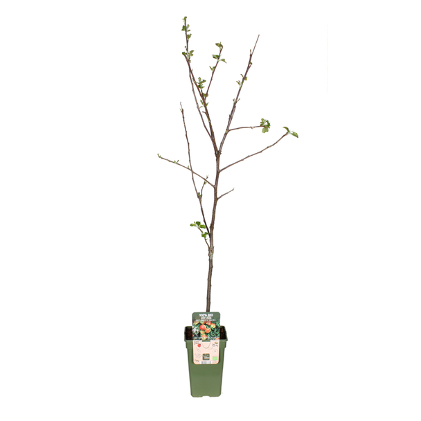 Malus Domestica Jonagold - Apple - Ø19cm - ↕60cm