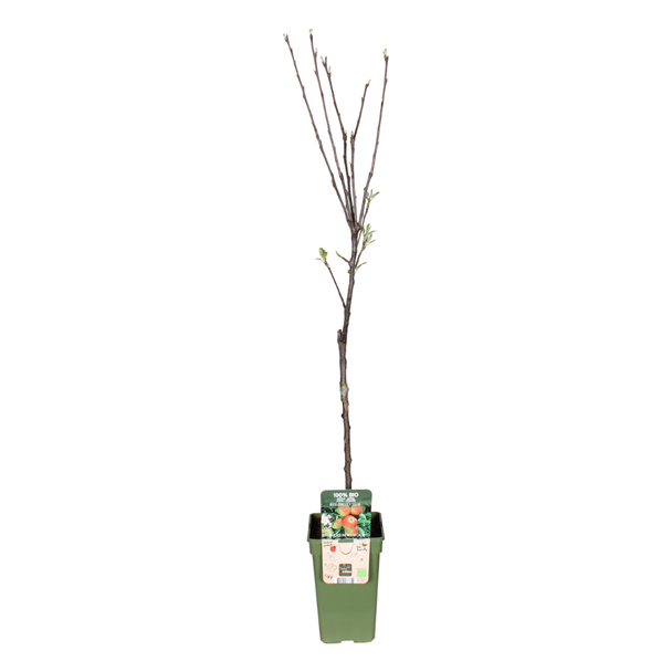 Malus Domestica Elstar - Apple - Ø19cm - ↕60cm