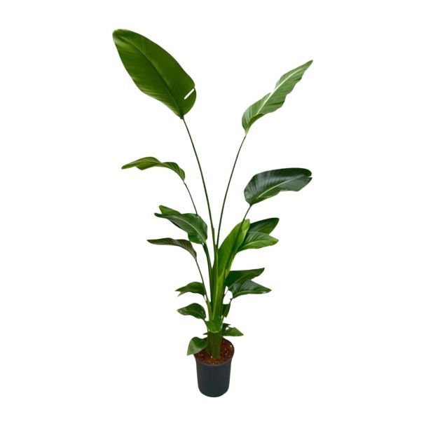 strelitzia nicolai witte paradijsvogelplant 170cm zonder pot