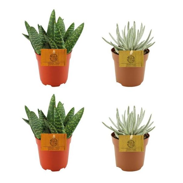 2x Aloe Paradisicum + 2x Senecio Scaposus - 4 pieces - Ø10.5cm - ↕10cm