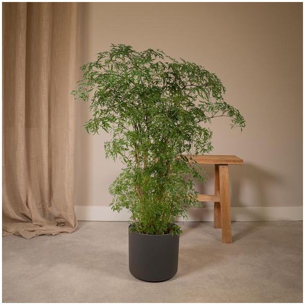 Polyscias Fruticosa in kamer