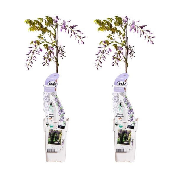 2 stuks Wisteria sinensis ‘Caroline’ 