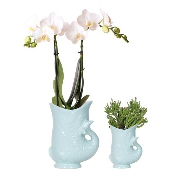 Butterfly Orchid Amabilis + Succulent in blue Fish pot