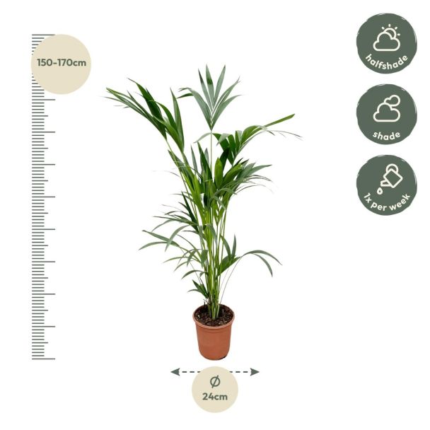 afmeting kentia palm binnen howea forsteriana 160cm
