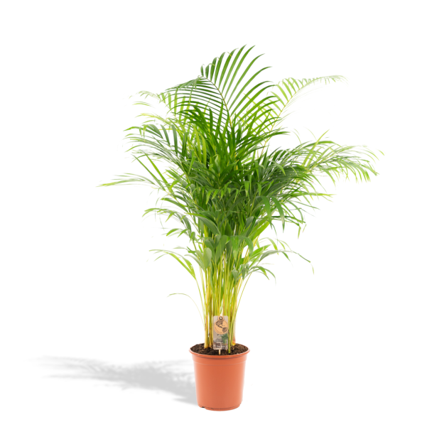 Areca palm Dypsis lutescens 130 cm Ø24 kamerplant