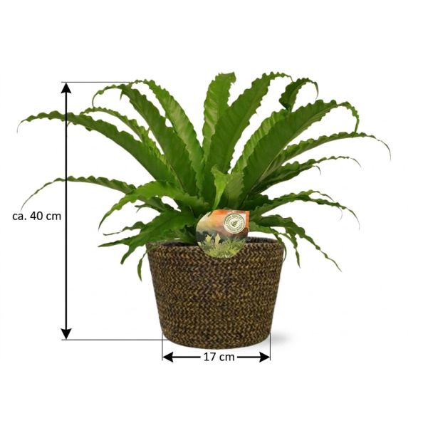 Asplenium varen 40 cm