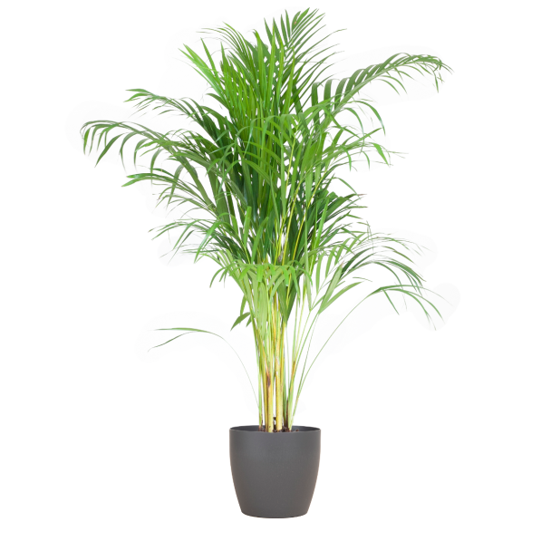 Areca palm Dypsis lutescens met sierpot grijs  Ø21