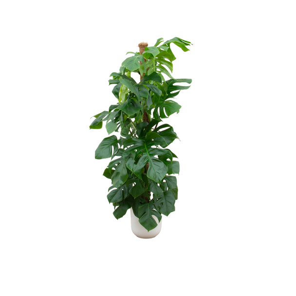 Monstera Pertusum XL in Elho Vibes jazz Round Ø30 wit