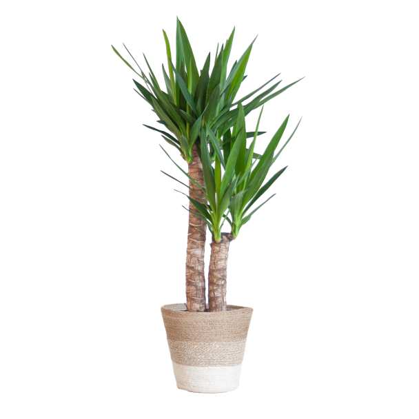 Duurzame Yucca kamerplant met jute Lissabon mand wit