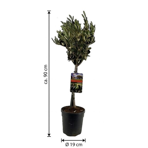 Olijfboom 90 cm