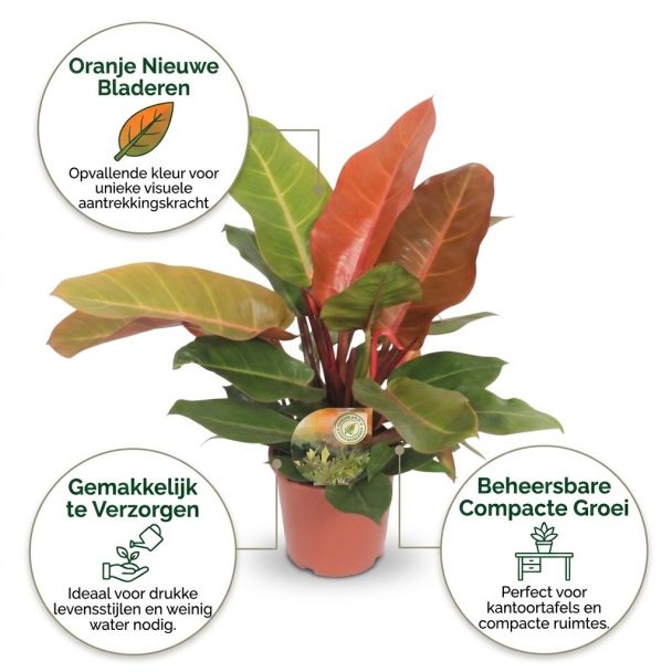 Philodendron oranje voordelen