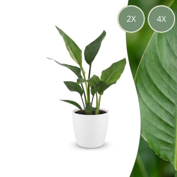 Bird of Paradise + White Pot