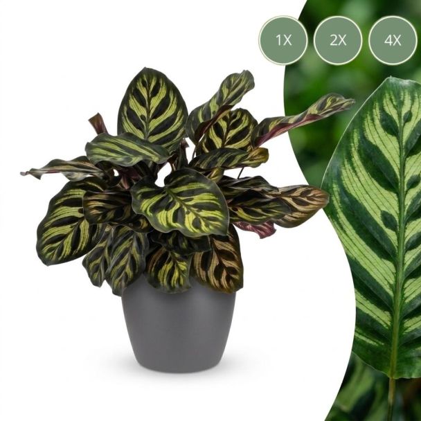 Peacock Plant + Potter Grey