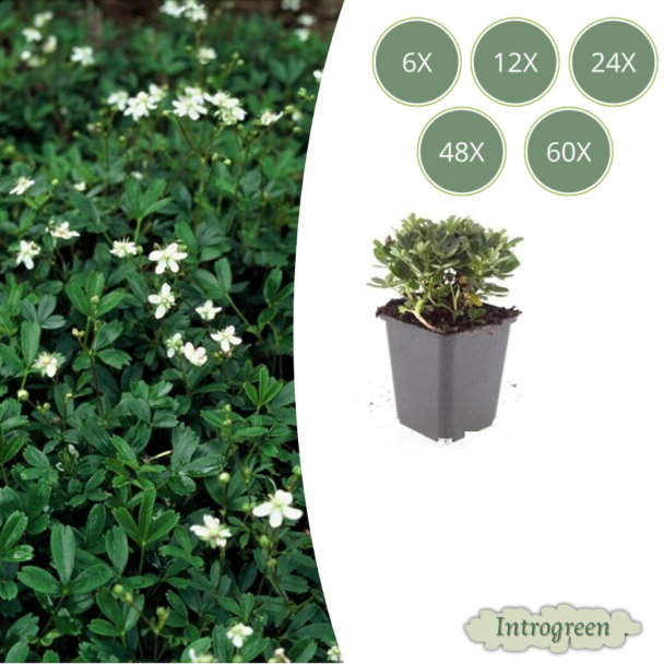 6 to 60 pieces of Ganzerik - Potentilla tridentata 'Nuuk' - approx. 10 cm high - Evergreen