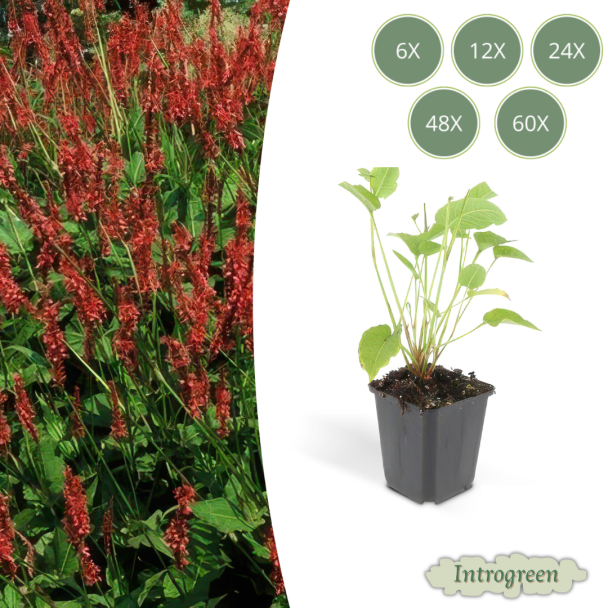 Red Knotweed