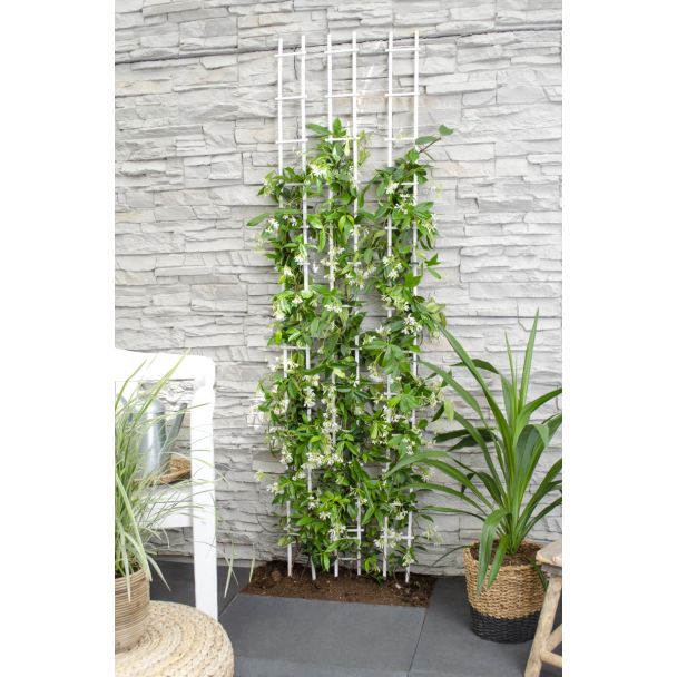 Wintergroene sterjasmijn op klimrek 