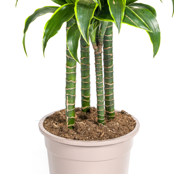 Dracaena Dorado kamerplant als stijlvolle interieurdecoratie