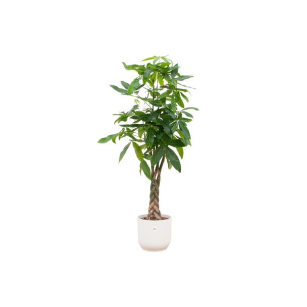 pachira-aquatica-met-vibes-fold-round-wit