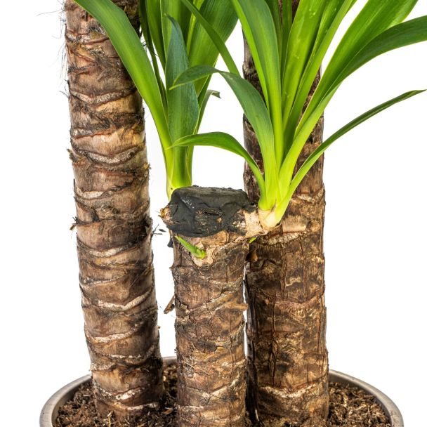 Yucca stammen